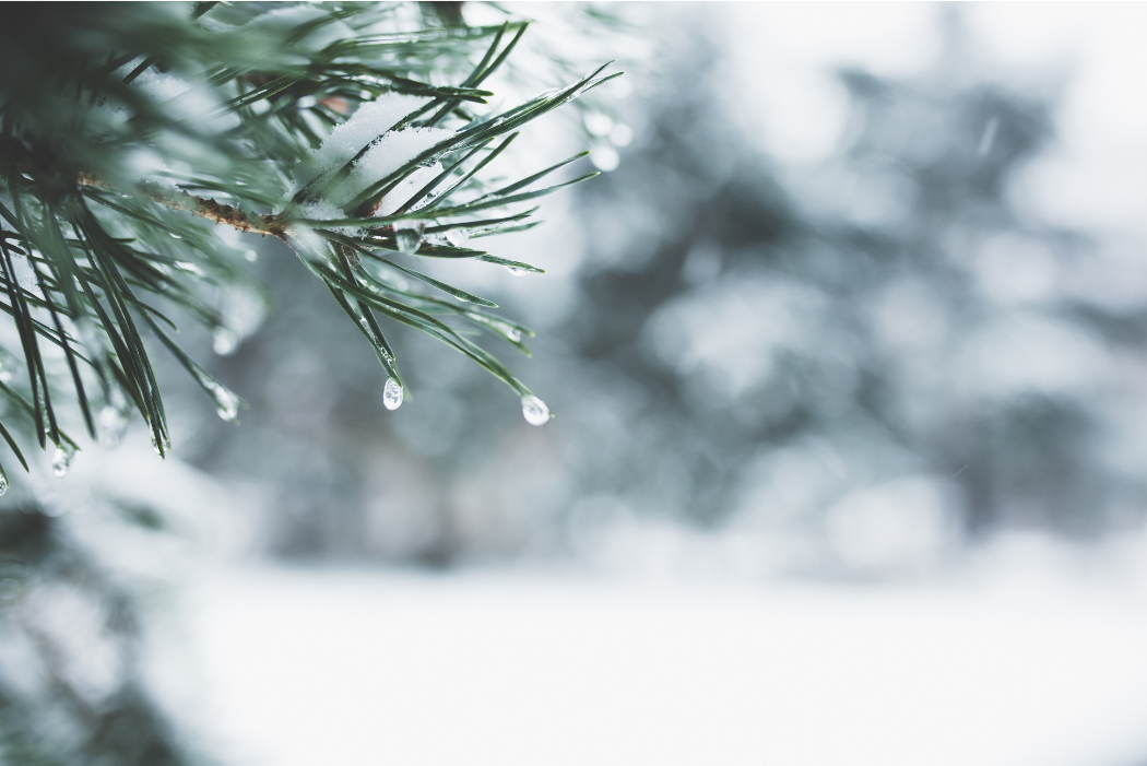 rain drops falling off tree close up